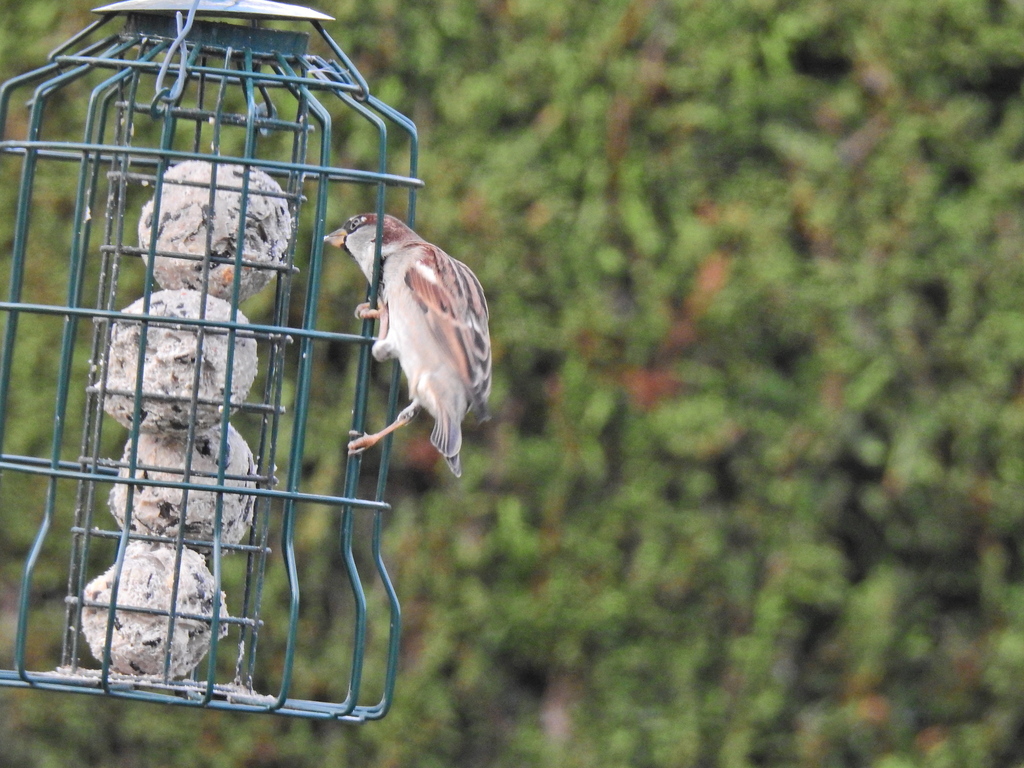 집참새 from 8 Millcroft Road, Woolton, Liverpool, UK on 2023년... 오전 by Susan Marley · iNaturalist 집참새 (Passer domesticus)
