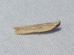 Mesophleps adustipennis