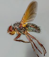 Pollenia uniseta
