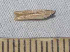 Mesophleps adustipennis