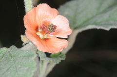 Sphaeralcea cordobensis