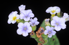 Heliotropium amplexicaule