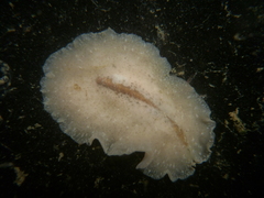 Pseudoceros canadensis