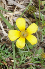 Oxalis conorrhiza