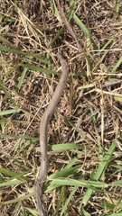 Sonora taylori