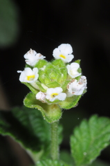 Lantana grisebachii