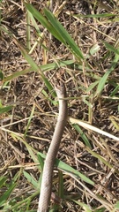 Sonora taylori