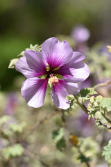 Malva subovata