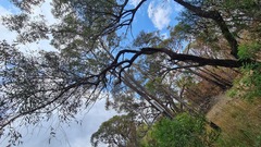 Eucalyptus oblonga