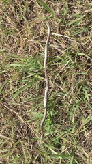 Sonora taylori