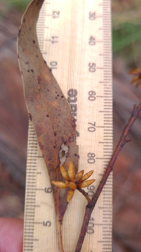 Eucalyptus oblonga, photograph 2