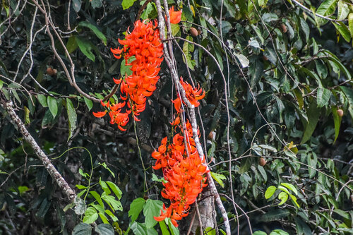 Mucuna bennettii, photograph 3