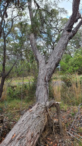 Eucalyptus oblonga, photograph 3
