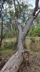 Eucalyptus oblonga, photograph (c) Petra Holland, some rights reserved (CC BY)