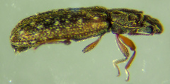 Lasconotus nucleatus