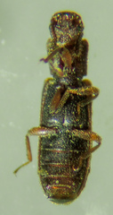 Lasconotus nucleatus