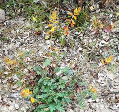 Hoffmannseggia oxycarpa