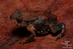 Taita Toad photo 2
