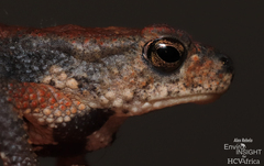 Taita Toad photo 4