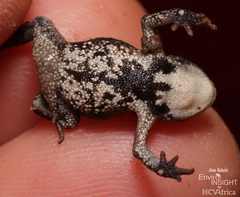 Taita Toad photo 3