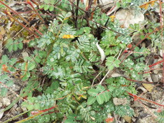 Hoffmannseggia oxycarpa