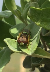 Odontomyia cincta
