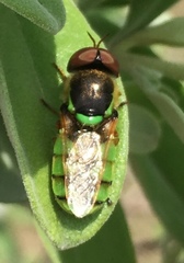Odontomyia cincta