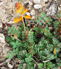 Hoffmannseggia oxycarpa