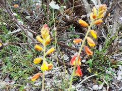 Hoffmannseggia oxycarpa