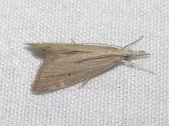 Eoreuma densellus