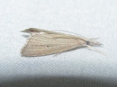Eoreuma densellus