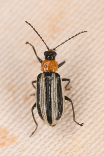 Western Striped Cucumber Beetle photo 2
