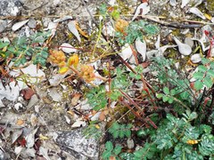 Hoffmannseggia oxycarpa