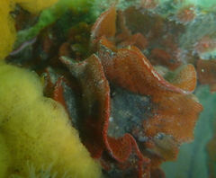 Watersipora subtorquata