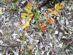 Hoffmannseggia oxycarpa