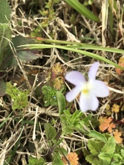 Viola bicolor
