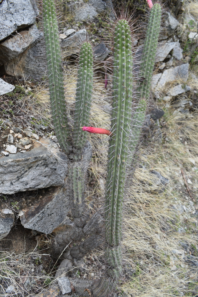 Cleistocactus pungens (Cleistocactus pungens)