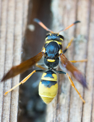Ancistrocerus lineativentris