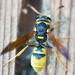 Ancistrocerus lineativentris - Photo (c) Tony Iwane, some rights reserved (CC BY-NC), uploaded by Tony Iwane