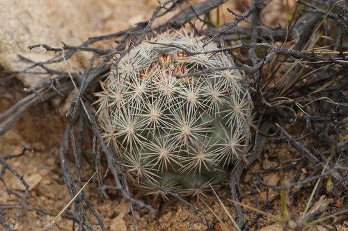 Pelecyphora alversonii