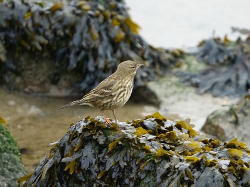 Rock Pipit, Striep, Netherlands, photo 7 of 10