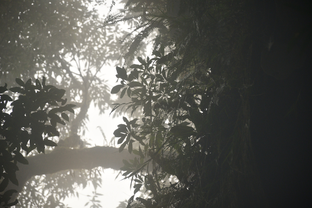 Dendrobium furcatopedicellatum Hayata 4