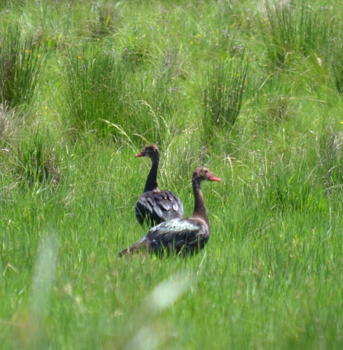 Spur-winged Goose