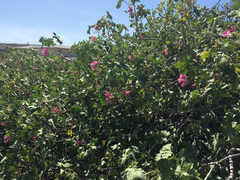 Malva assurgentiflora