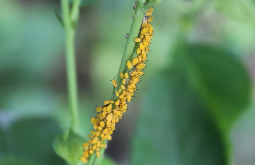 Oleander aphid