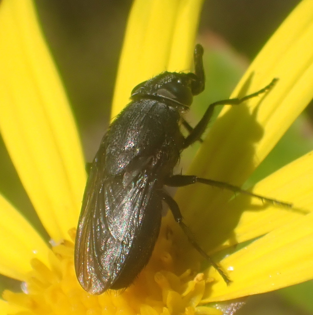 Cosmina Fuscipennis From Brenton On Sea Garden Route District