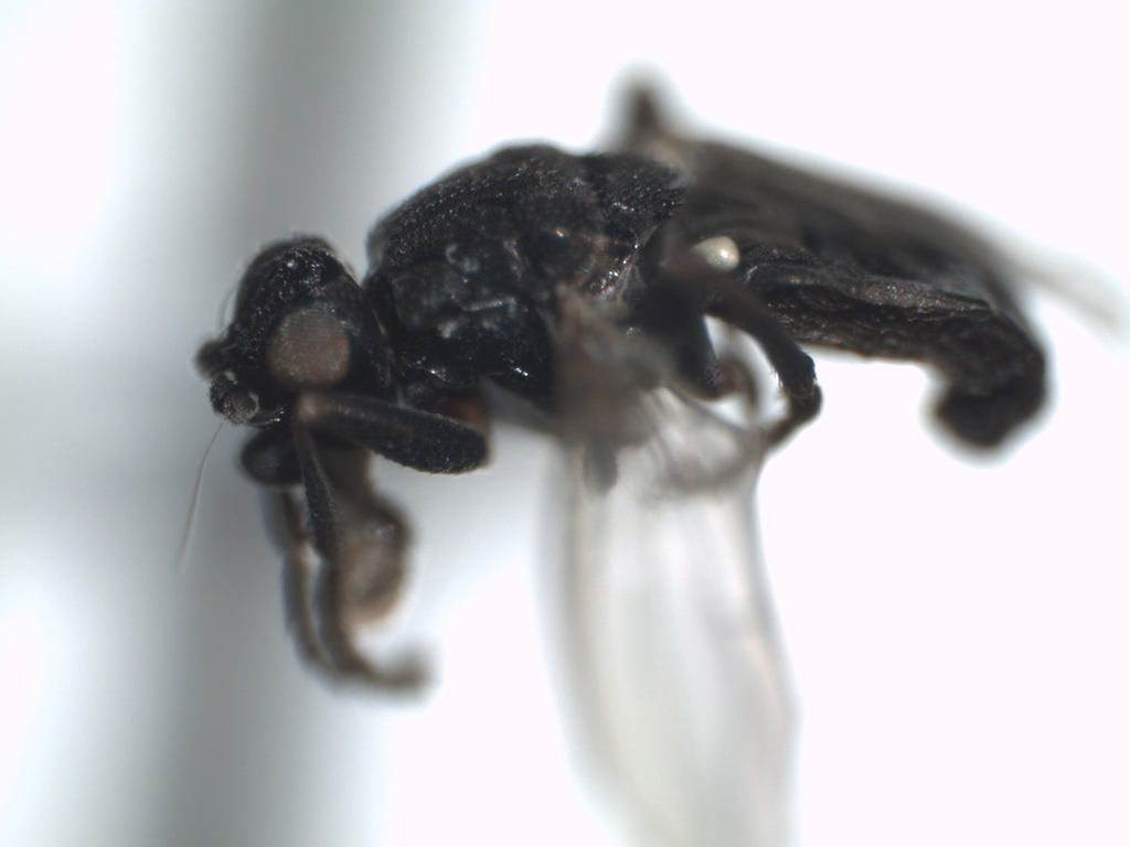 Ischiolepta vaporariorum