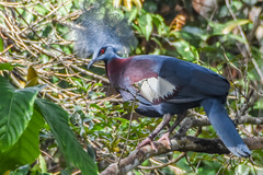 Sclater's Crowned-Pigeon photo 5