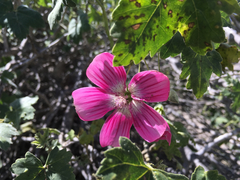 Malva assurgentiflora