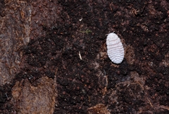 Coelostomidia zealandica